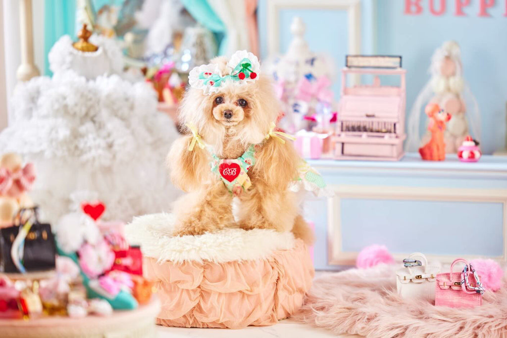 公式】Candy Buppie Online Store