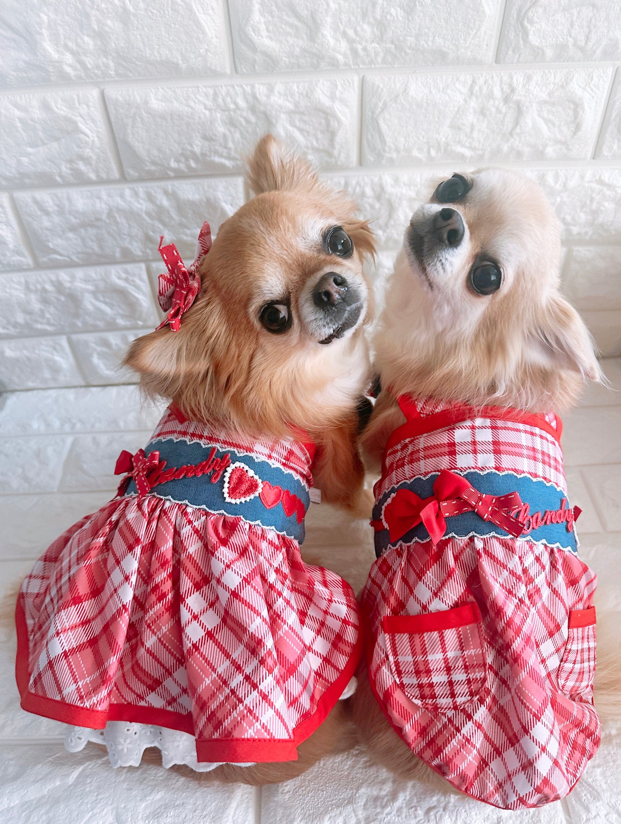 犬服・アクセサリー CandyBuppie DB07E1AF-62BE-4514-8799-